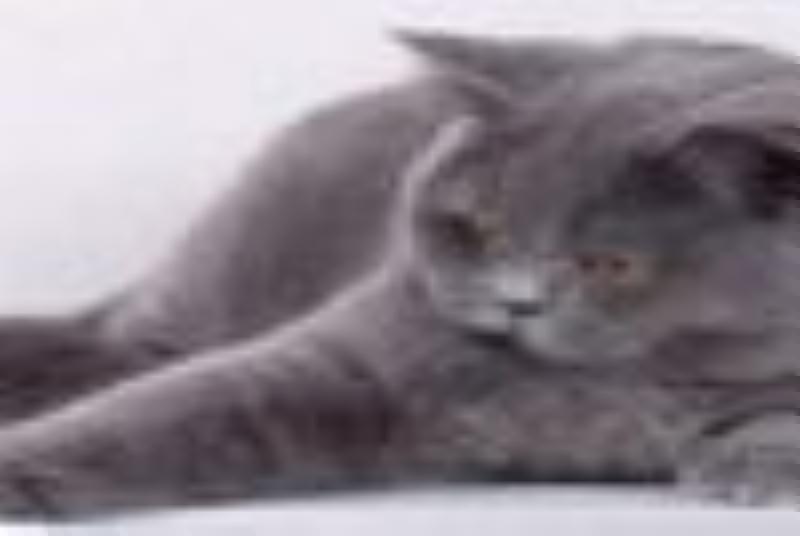 Birkka