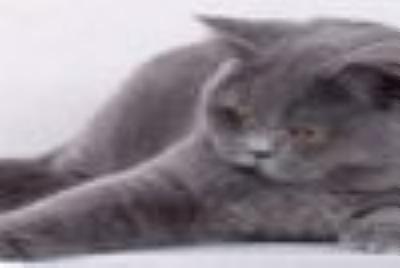 Birkka