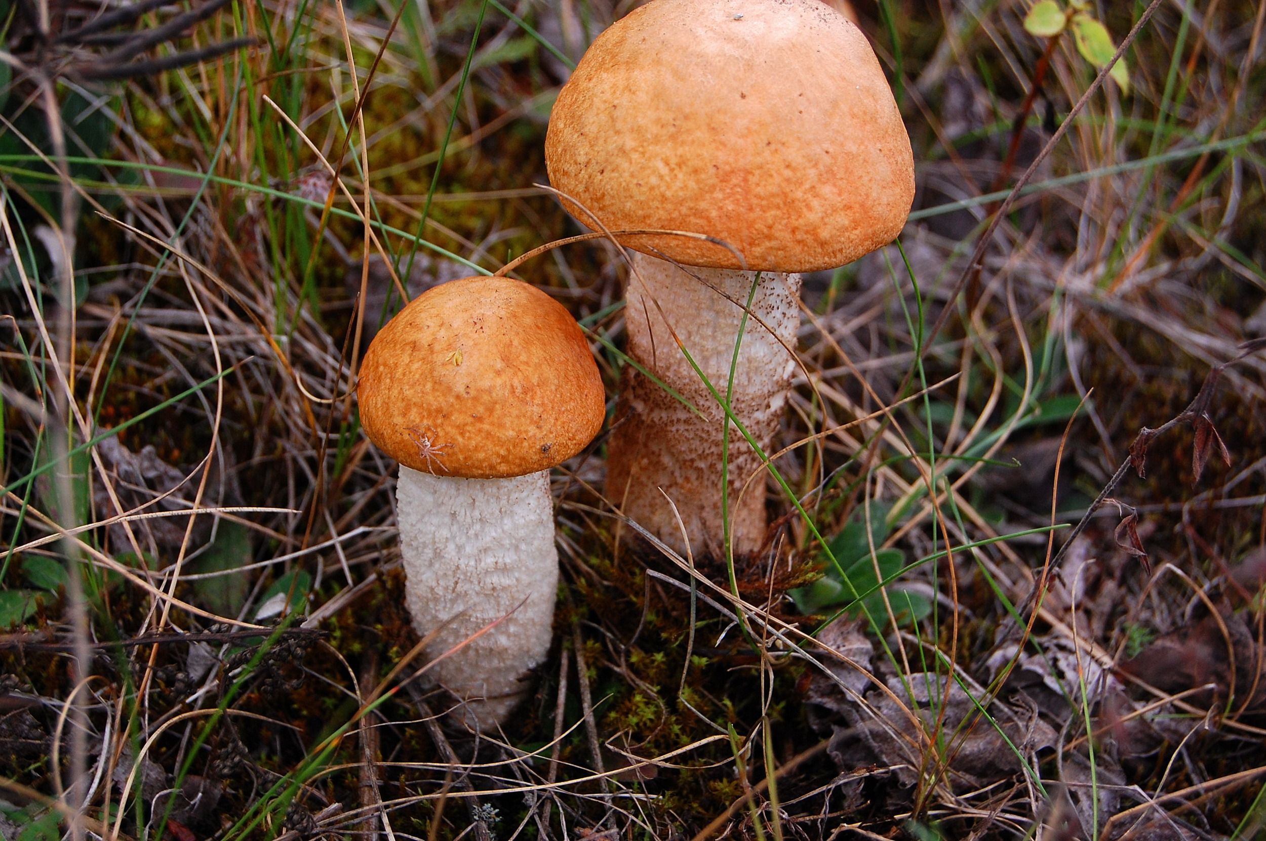 Dlb20-D12-otch_37.JPG
