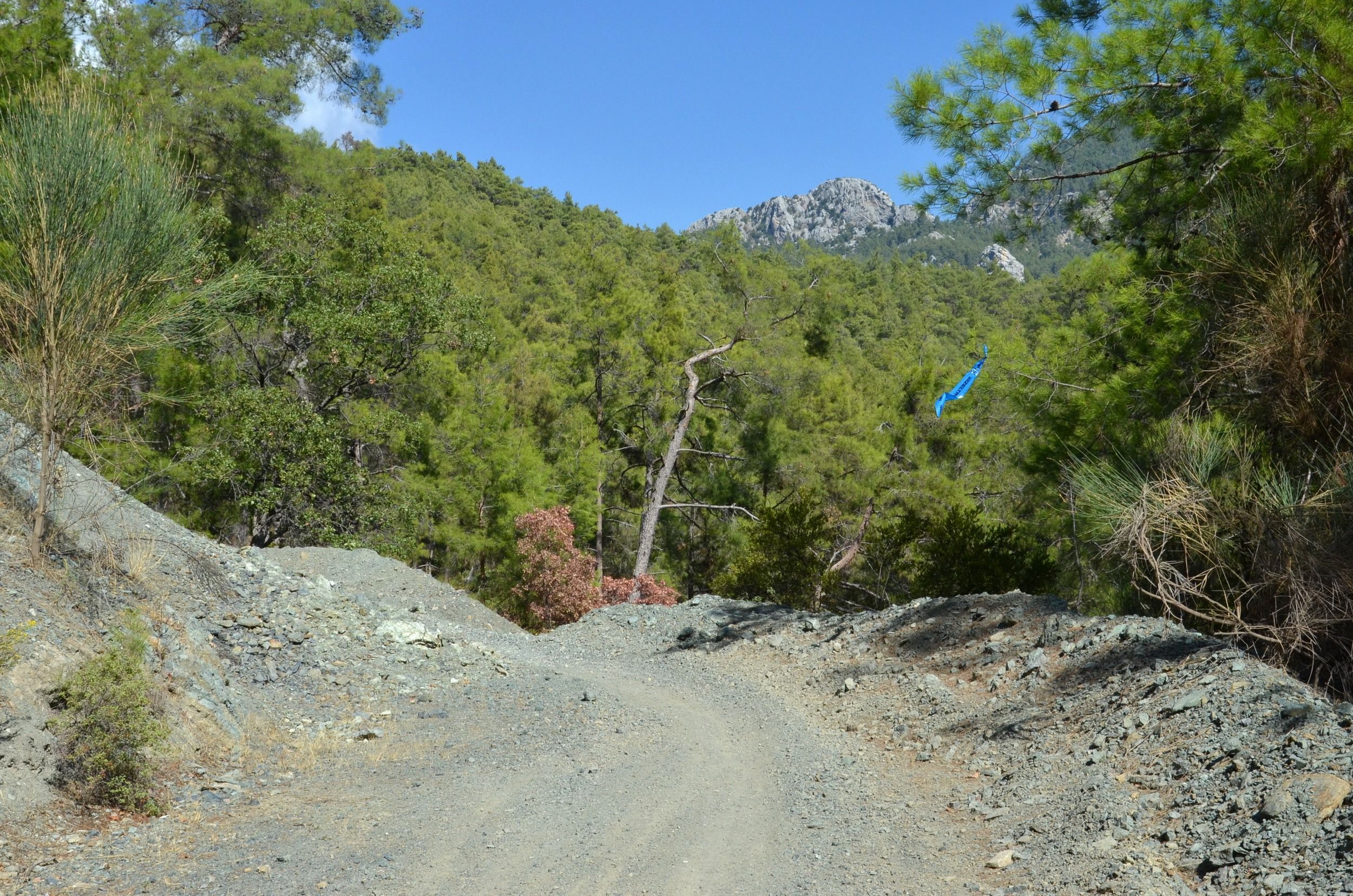 SapDere_33.JPG