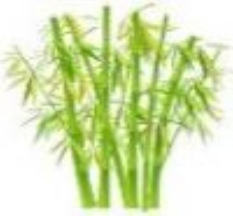 Bamboo