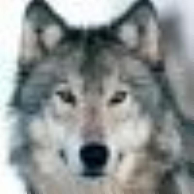 hyperwolf