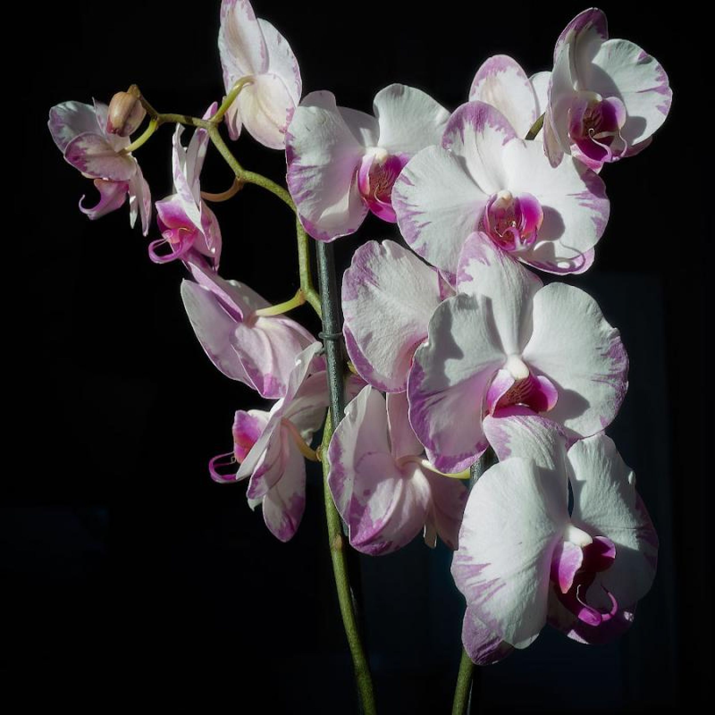 DSC_3664m.jpg