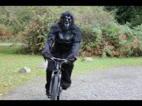 gorilla_0.jpg
