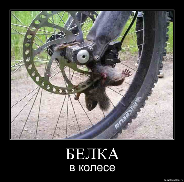 belka_na_rotore-600.jpg