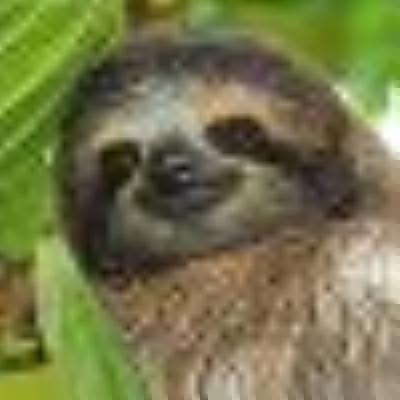 bradypodidae