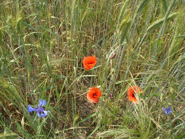 DSC07280.JPG
