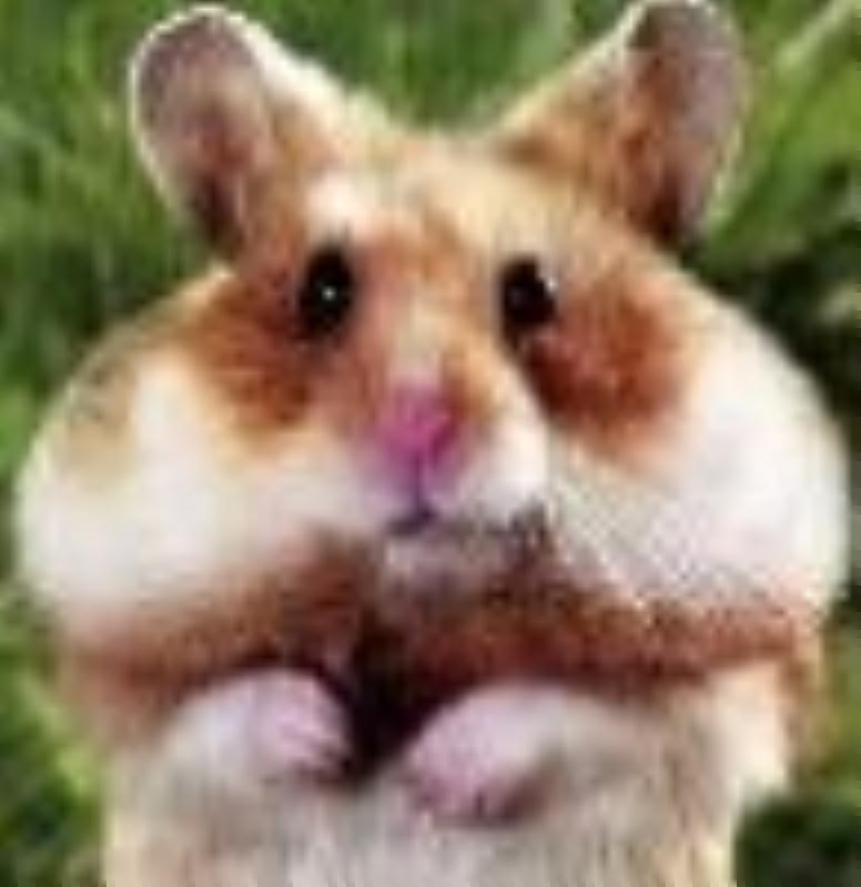 Cheeky_Hamster