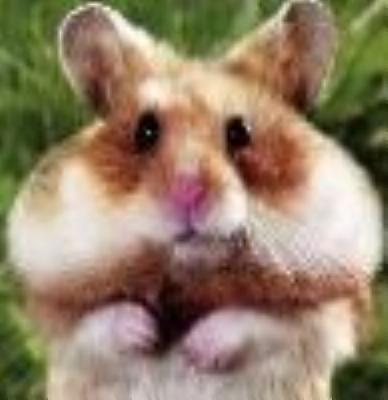 Cheeky_Hamster