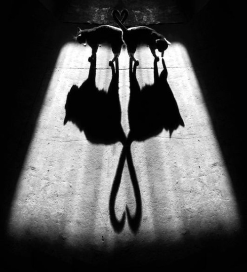 Alexej_Bednyj_cats_shadow_3.jpg