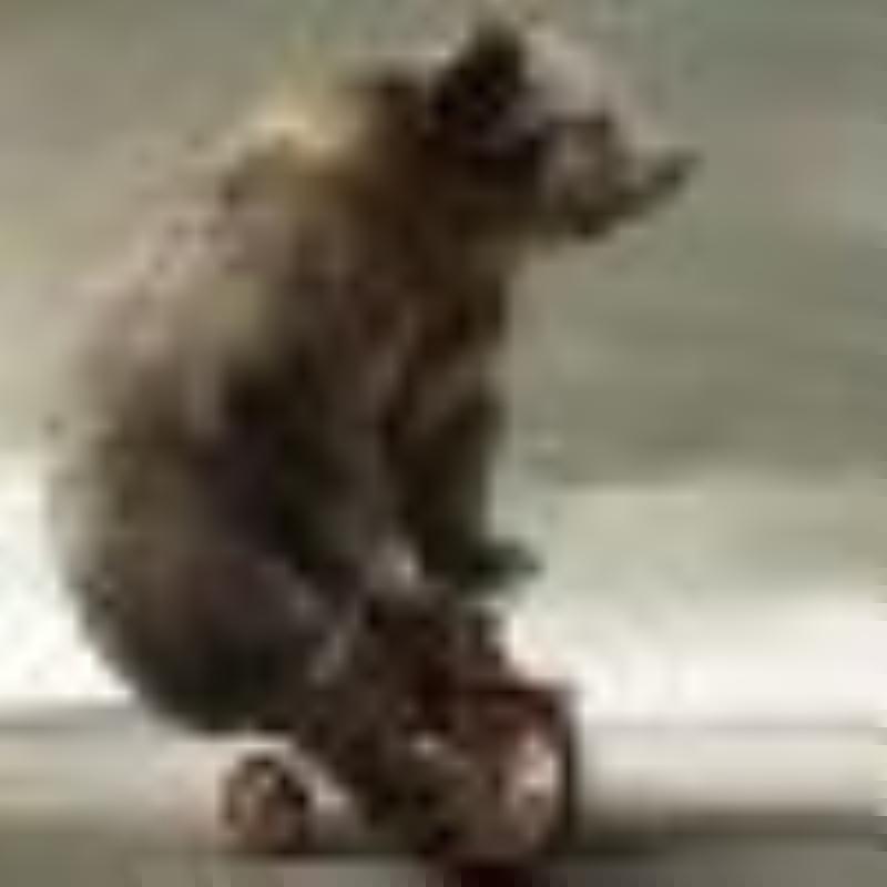 Grizzly84