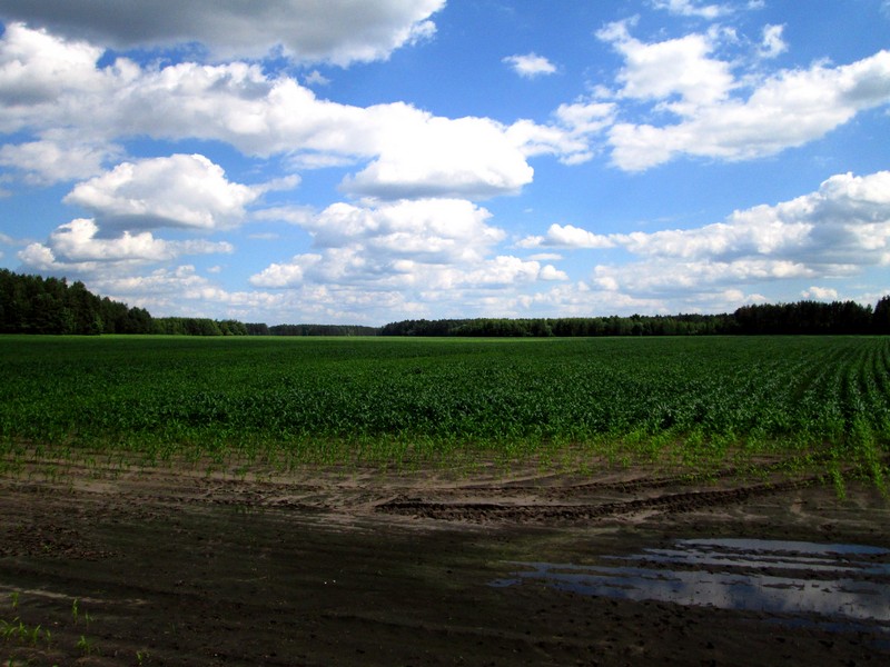 Izobrazhenie_231_3.jpg