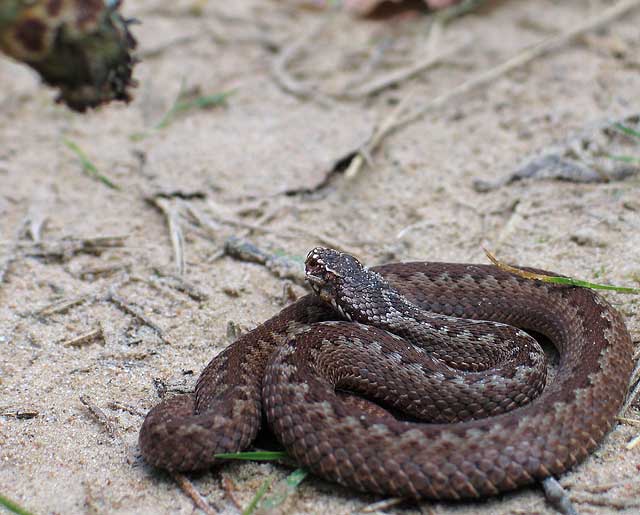 snake2.jpg