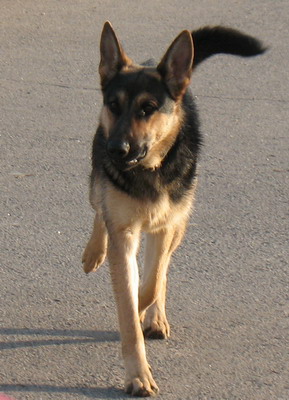 doggy.jpg