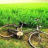 bikeboxd