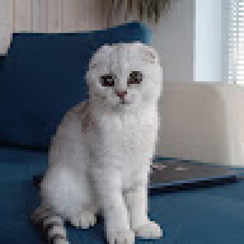 kasssppper