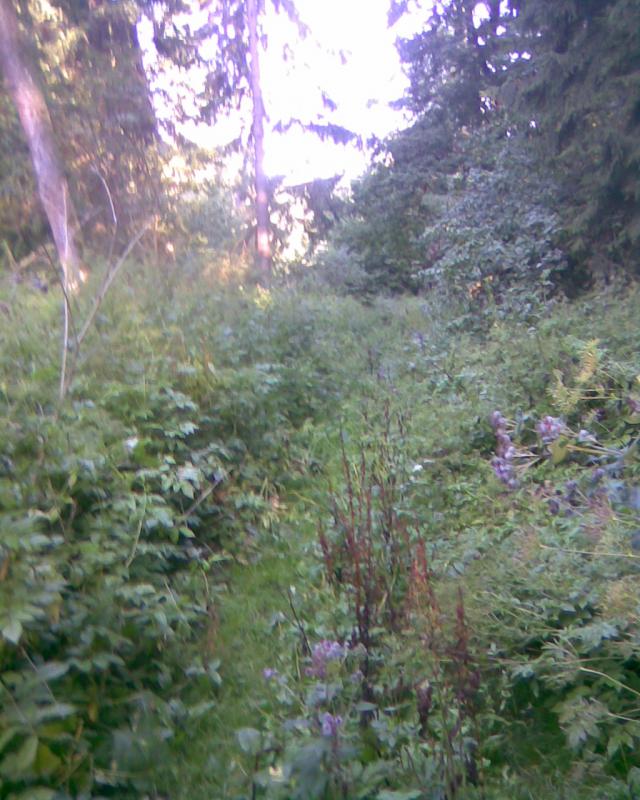 Image137_2.jpg