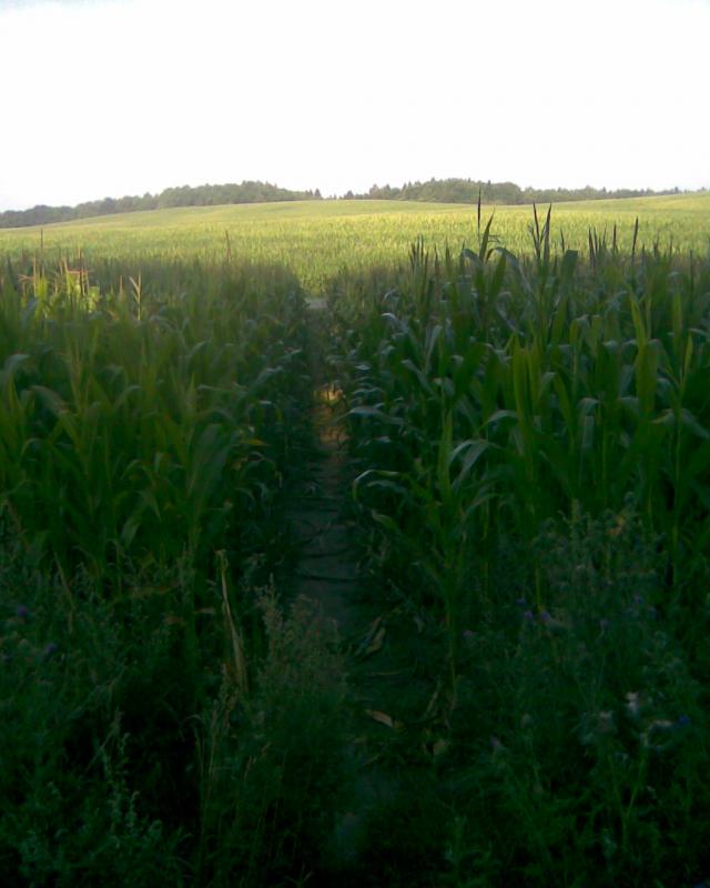 Image142.jpg